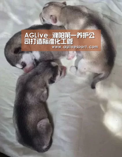 AGLive-濮阳第一养护公司打造标准化工管(图1) AG真人